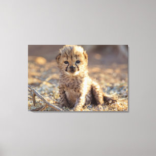 Cheetah 19 days old male cub canvas print