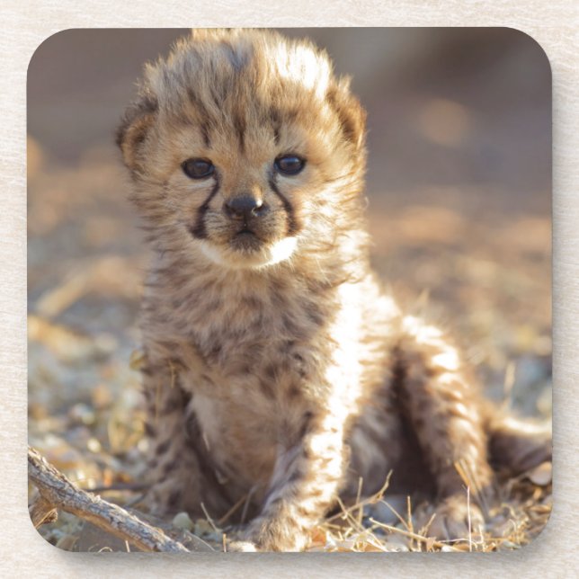 Cheetah 19 days old male cub coaster (Front)