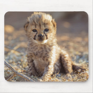 Cheetah 19 days old male cub mouse mat