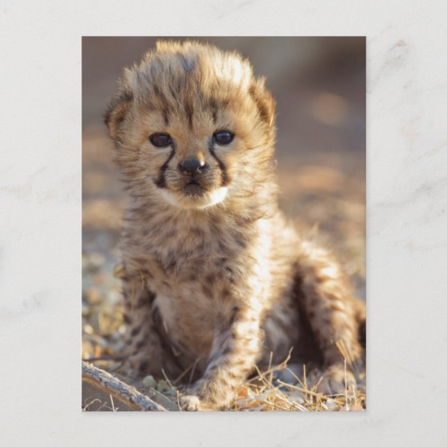Cheetah 19 days old male cub postcard (Front)
