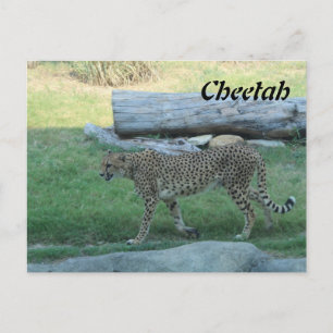 Cheetah # 1 postcard