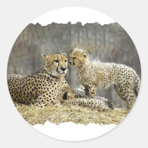 Cheetah-a-Cubs Classic Round Sticker