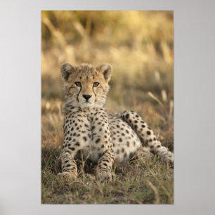 Cheetah, Acinonyx jubatus, cub laying downin Poster