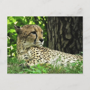 Cheetah (Acinonyx Jubatus) In Jungle Postcard
