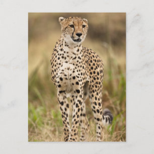 Cheetah, Acinonyx jubatus, in the Masai Mara Postcard