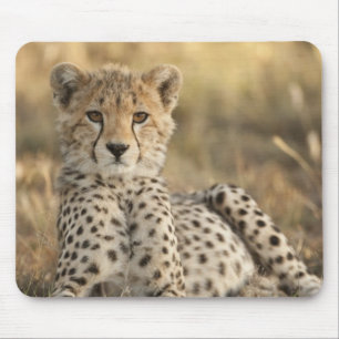 Cheetah, Acinonyx jubatus Mouse Mat