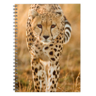 Cheetah (Acinonyx Jubatus) Portrait, Maasai Notebook