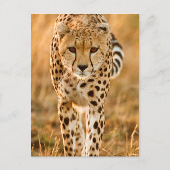 Cheetah (Acinonyx Jubatus) Portrait, Maasai Postcard (Front)