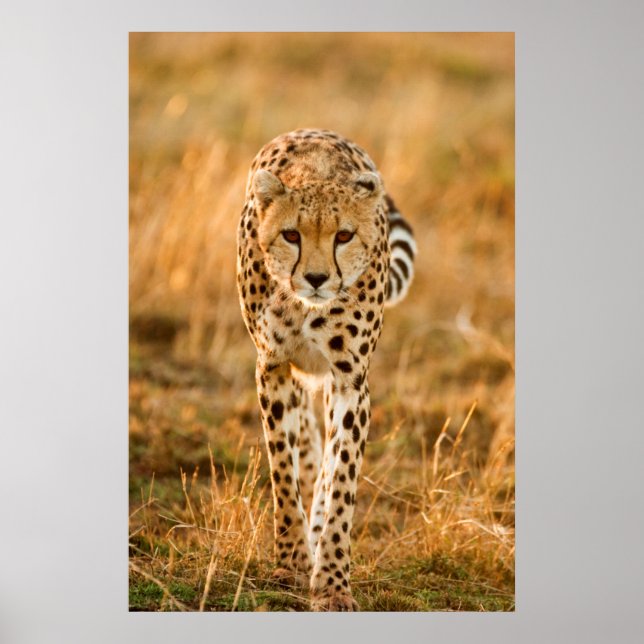 Cheetah (Acinonyx Jubatus) Portrait, Maasai Poster (Front)
