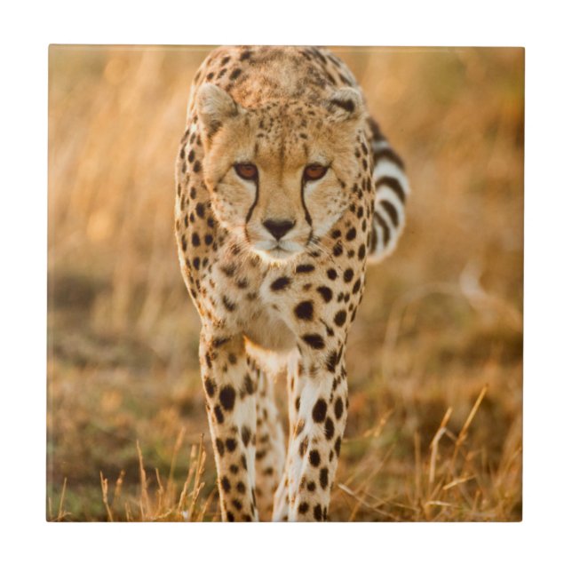 Cheetah (Acinonyx Jubatus) Portrait, Maasai Tile (Front)