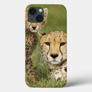 Cheetah, Acinonyx jubatus, with Cub iPhone 13 Case