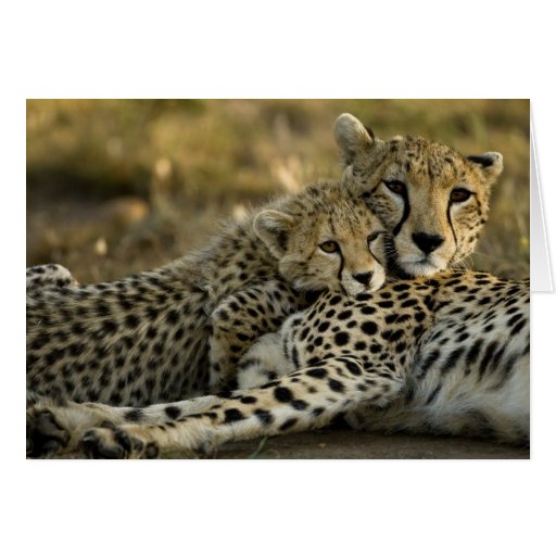 Image of Cheetah, Acinonyx jubatus, with cub in the Masai 2