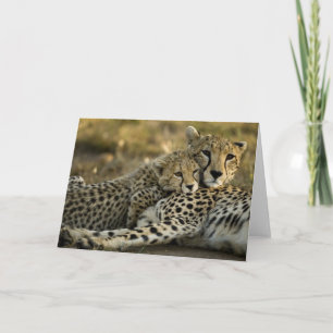 Cheetah, Acinonyx jubatus, with cub in the Masai 2 Card