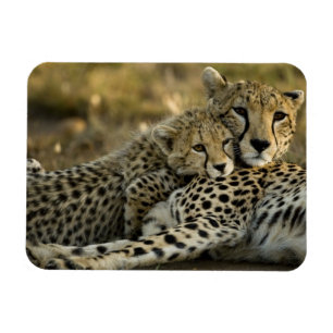 Cheetah, Acinonyx jubatus, with cub in the Masai 2 Magnet