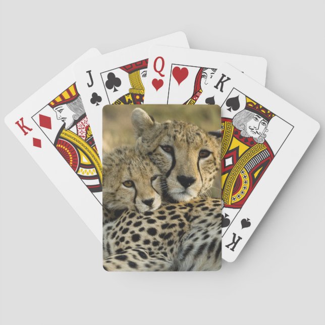 Cheetah, Acinonyx jubatus, with cub in the Masai 2 Playing Cards (Back)
