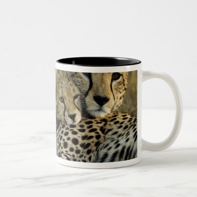 Cheetah, Acinonyx jubatus, with cub in the Masai 2 Two-Tone Coffee Mug (Right)