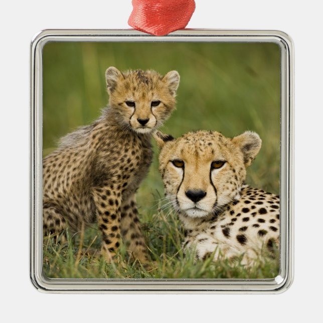 Cheetah, Acinonyx jubatus, with Cub Metal Tree Decoration (Front)
