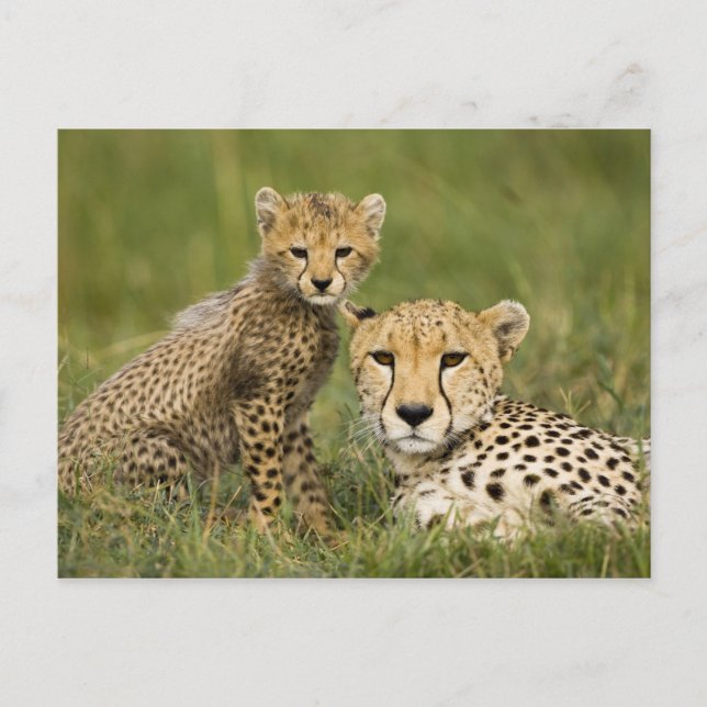 Cheetah, Acinonyx jubatus, with Cub Postcard (Front)