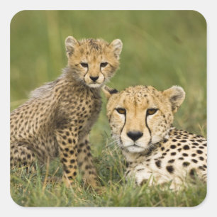 Cheetah, Acinonyx jubatus, with Cub Square Sticker
