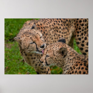 Cheetah Affection Touching Displays of Love Poster