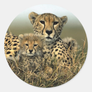 Cheetah and Cub Classic Round Sticker