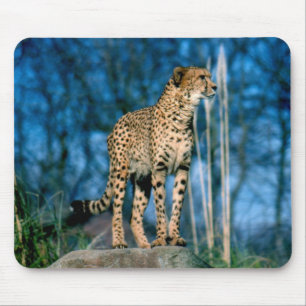 Cheetah animal mouse mat