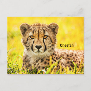Cheetah, animal of the cat family postcard