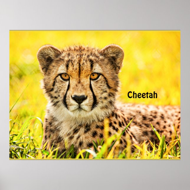 Cheetah, animal of the cat family poster (Front)