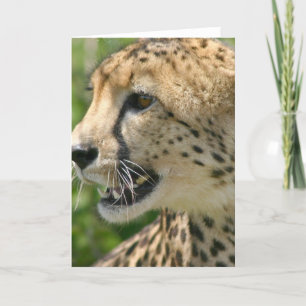 Cheetah Attack Greeting Card