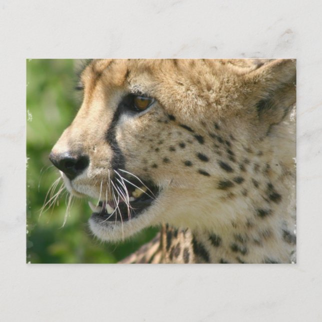 Cheetah Attack Postcard (Front)
