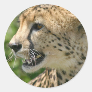 Cheetah Attack Stickers