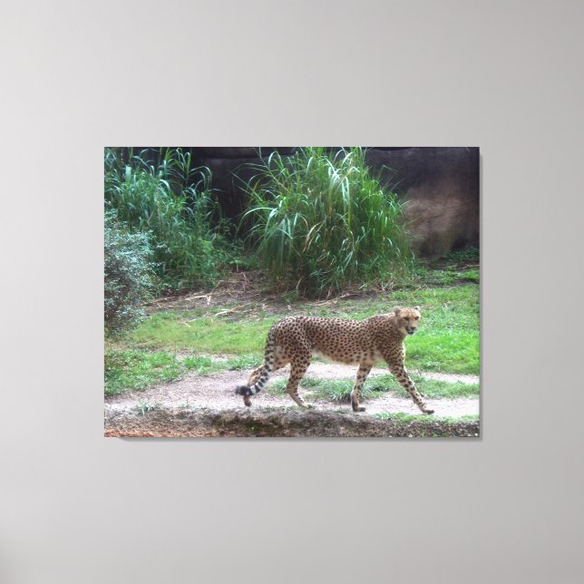 Cheetah Canvas Print (Front)