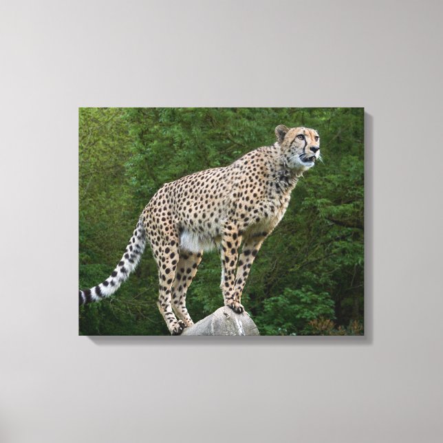 Cheetah Canvas Print (Front)