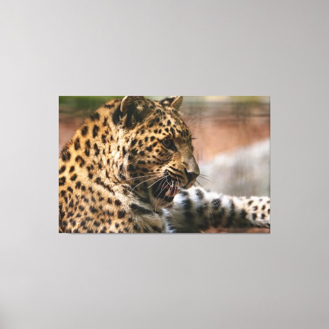 Cheetah Canvas Print (Front)