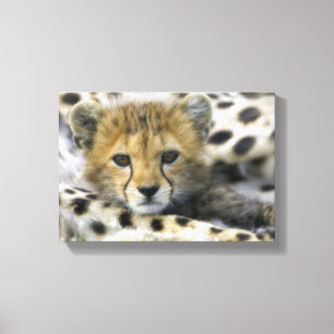 Cheetah Canvas Print
