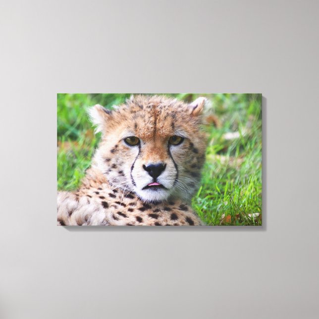 Cheetah Canvas Print (Front)