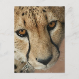 Cheetah Cat Postcard