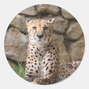 Cheetah Classic Round Sticker