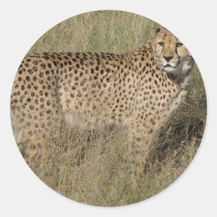 Cheetah Classic Round Sticker