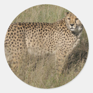 Cheetah Classic Round Sticker
