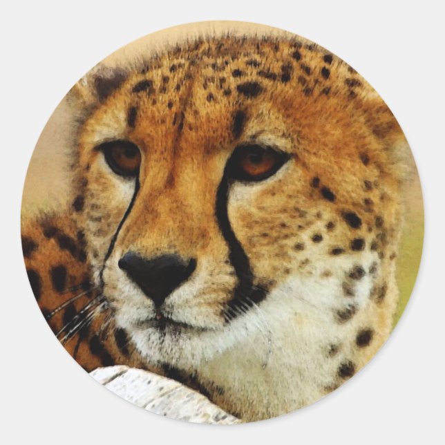 Cheetah Classic Round Sticker (Front)