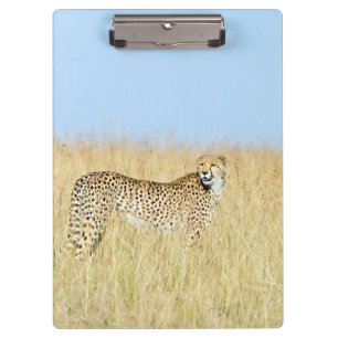 Cheetah Clipboard