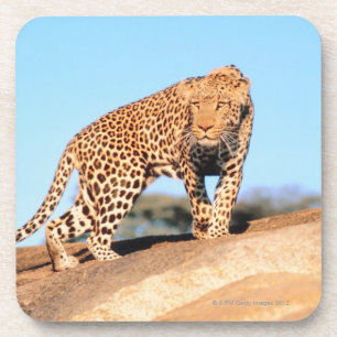 Cheetah Coaster