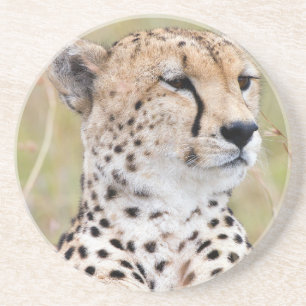 Cheetah Coaster