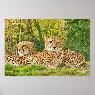 Cheetah Companions – Resting in the Wild" Poster