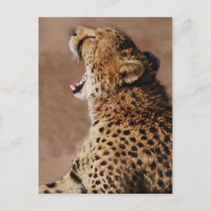 Cheetah could scare a lion postcard
