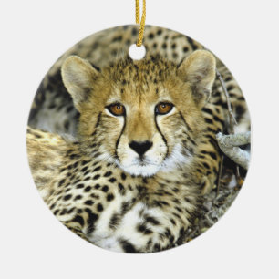 Cheetah Cub 2 Ceramic Tree Decoration