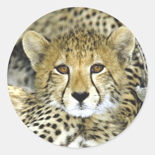 Cheetah Cub 2 Classic Round Sticker (Front)