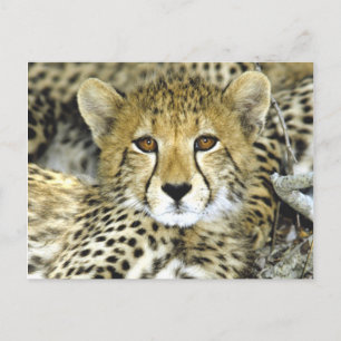 Cheetah Cub 2 Postcard
