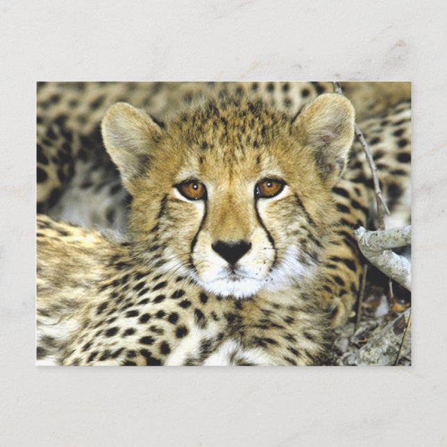 Cheetah Cub 2 Postcard (Front)